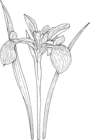 Iris Motif Coloring Page